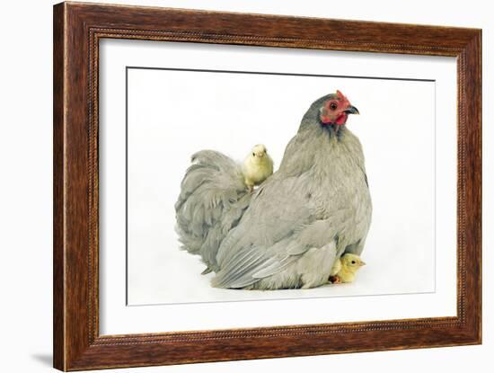 Domestic Chicken Hen and Chicks-null-Framed Photographic Print