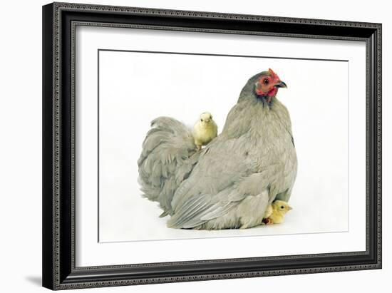 Domestic Chicken Hen and Chicks-null-Framed Photographic Print