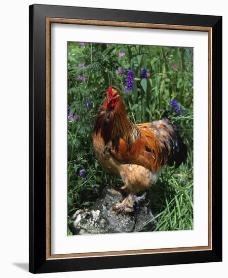 Domestic Chicken, Mixed Breed Rooster, USA-Lynn M. Stone-Framed Photographic Print