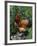 Domestic Chicken, Mixed Breed Rooster, USA-Lynn M. Stone-Framed Photographic Print