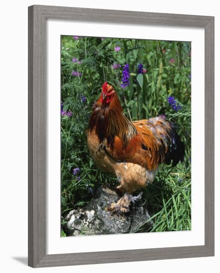 Domestic Chicken, Mixed Breed Rooster, USA-Lynn M. Stone-Framed Photographic Print