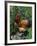 Domestic Chicken, Mixed Breed Rooster, USA-Lynn M. Stone-Framed Photographic Print