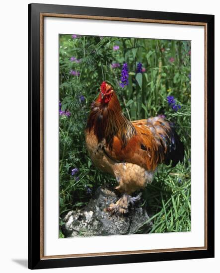 Domestic Chicken, Mixed Breed Rooster, USA-Lynn M. Stone-Framed Photographic Print