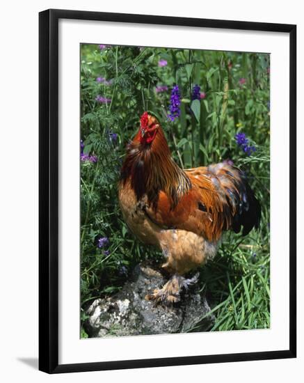 Domestic Chicken, Mixed Breed Rooster, USA-Lynn M. Stone-Framed Photographic Print