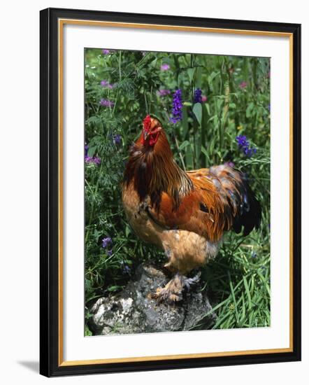 Domestic Chicken, Mixed Breed Rooster, USA-Lynn M. Stone-Framed Photographic Print