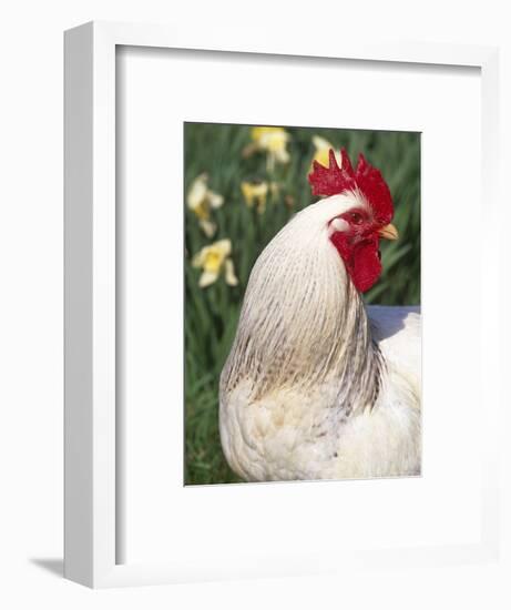 Domestic Chicken, Rooster Amongst Daffodils, USA-Lynn M. Stone-Framed Premium Photographic Print