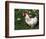 Domestic Chicken, Rooster Amongst Daffodils, USA-Lynn M. Stone-Framed Premium Photographic Print