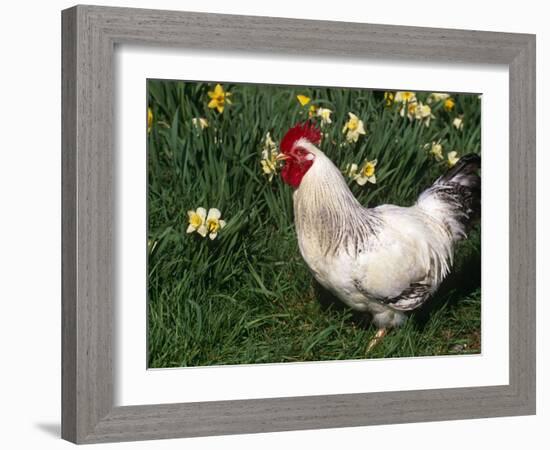 Domestic Chicken, Rooster Amongst Daffodils, USA-Lynn M. Stone-Framed Photographic Print