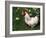 Domestic Chicken, Rooster Amongst Daffodils, USA-Lynn M. Stone-Framed Photographic Print