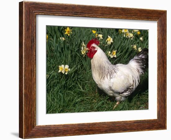 Domestic Chicken, Rooster Amongst Daffodils, USA-Lynn M. Stone-Framed Photographic Print