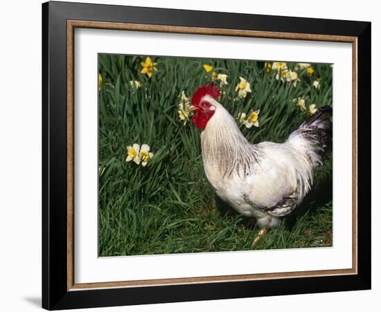 Domestic Chicken, Rooster Amongst Daffodils, USA-Lynn M. Stone-Framed Photographic Print