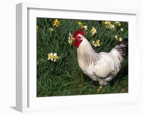 Domestic Chicken, Rooster Amongst Daffodils, USA-Lynn M. Stone-Framed Photographic Print