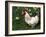 Domestic Chicken, Rooster Amongst Daffodils, USA-Lynn M. Stone-Framed Photographic Print