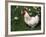 Domestic Chicken, Rooster Amongst Daffodils, USA-Lynn M. Stone-Framed Photographic Print