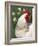 Domestic Chicken, Rooster Amongst Daffodils, USA-Lynn M. Stone-Framed Photographic Print