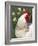 Domestic Chicken, Rooster Amongst Daffodils, USA-Lynn M. Stone-Framed Photographic Print