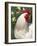 Domestic Chicken, Rooster Amongst Daffodils, USA-Lynn M. Stone-Framed Photographic Print