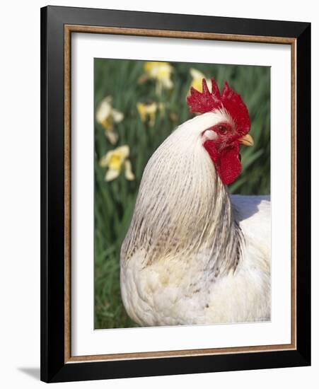 Domestic Chicken, Rooster Amongst Daffodils, USA-Lynn M. Stone-Framed Photographic Print