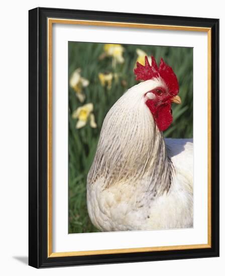 Domestic Chicken, Rooster Amongst Daffodils, USA-Lynn M. Stone-Framed Photographic Print