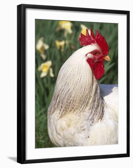 Domestic Chicken, Rooster Amongst Daffodils, USA-Lynn M. Stone-Framed Photographic Print