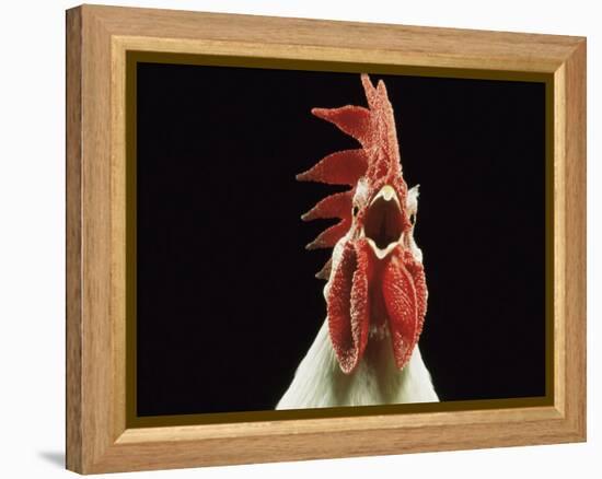 Domestic Chicken, White Leghorn Cockerel Crowing-Jane Burton-Framed Premier Image Canvas