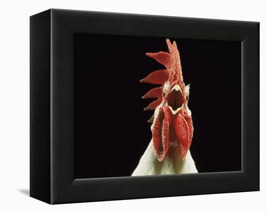 Domestic Chicken, White Leghorn Cockerel Crowing-Jane Burton-Framed Premier Image Canvas
