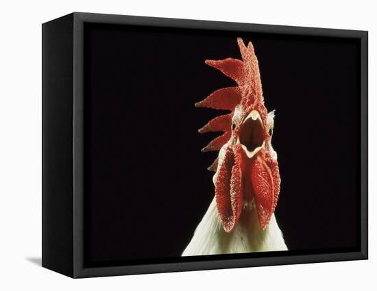 Domestic Chicken, White Leghorn Cockerel Crowing-Jane Burton-Framed Premier Image Canvas