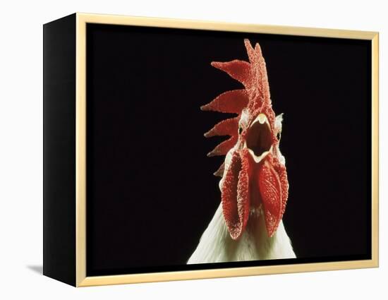 Domestic Chicken, White Leghorn Cockerel Crowing-Jane Burton-Framed Premier Image Canvas