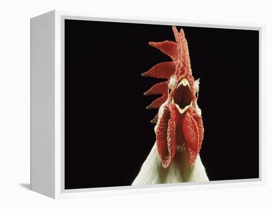 Domestic Chicken, White Leghorn Cockerel Crowing-Jane Burton-Framed Premier Image Canvas