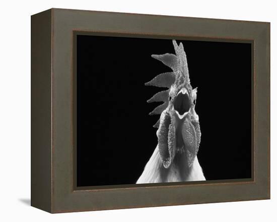 Domestic Chicken, White Leghorn Cockerel Crowing-Jane Burton-Framed Premier Image Canvas