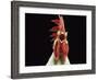 Domestic Chicken, White Leghorn Cockerel Crowing-Jane Burton-Framed Photographic Print