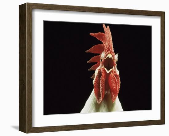 Domestic Chicken, White Leghorn Cockerel Crowing-Jane Burton-Framed Photographic Print