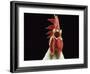Domestic Chicken, White Leghorn Cockerel Crowing-Jane Burton-Framed Photographic Print