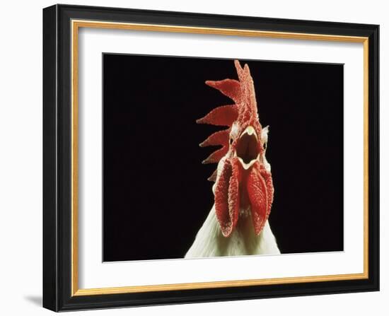 Domestic Chicken, White Leghorn Cockerel Crowing-Jane Burton-Framed Photographic Print