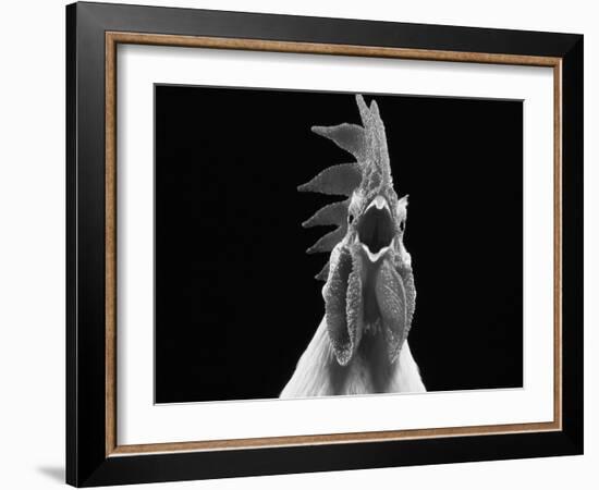 Domestic Chicken, White Leghorn Cockerel Crowing-Jane Burton-Framed Photographic Print