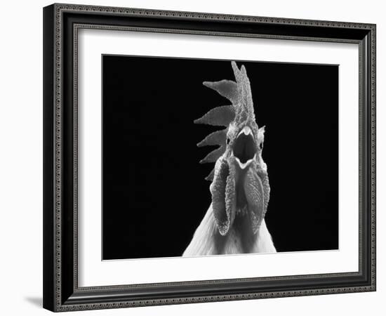 Domestic Chicken, White Leghorn Cockerel Crowing-Jane Burton-Framed Photographic Print