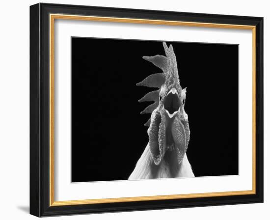 Domestic Chicken, White Leghorn Cockerel Crowing-Jane Burton-Framed Photographic Print