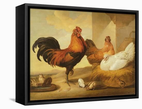 Domestic Cock, Hens and Chicks, 1655-Francis Barlow-Framed Premier Image Canvas