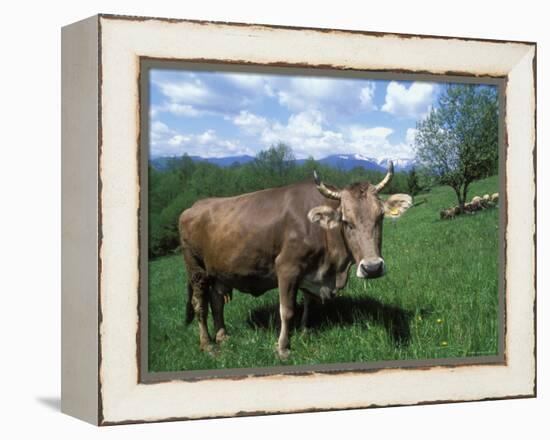 Domestic Cow, Grazing in Unimproved Pasture Tatra Mountains, Slovakia-Pete Cairns-Framed Premier Image Canvas