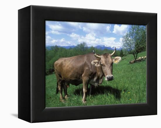 Domestic Cow, Grazing in Unimproved Pasture Tatra Mountains, Slovakia-Pete Cairns-Framed Premier Image Canvas