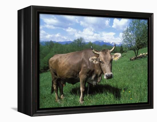 Domestic Cow, Grazing in Unimproved Pasture Tatra Mountains, Slovakia-Pete Cairns-Framed Premier Image Canvas