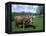 Domestic Cow, Grazing in Unimproved Pasture Tatra Mountains, Slovakia-Pete Cairns-Framed Premier Image Canvas