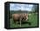 Domestic Cow, Grazing in Unimproved Pasture Tatra Mountains, Slovakia-Pete Cairns-Framed Premier Image Canvas