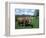 Domestic Cow, Grazing in Unimproved Pasture Tatra Mountains, Slovakia-Pete Cairns-Framed Premium Photographic Print