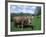 Domestic Cow, Grazing in Unimproved Pasture Tatra Mountains, Slovakia-Pete Cairns-Framed Photographic Print