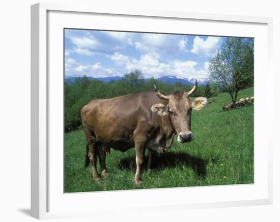 Domestic Cow, Grazing in Unimproved Pasture Tatra Mountains, Slovakia-Pete Cairns-Framed Photographic Print