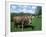 Domestic Cow, Grazing in Unimproved Pasture Tatra Mountains, Slovakia-Pete Cairns-Framed Photographic Print