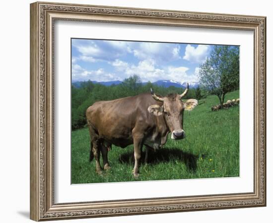 Domestic Cow, Grazing in Unimproved Pasture Tatra Mountains, Slovakia-Pete Cairns-Framed Photographic Print