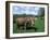 Domestic Cow, Grazing in Unimproved Pasture Tatra Mountains, Slovakia-Pete Cairns-Framed Photographic Print