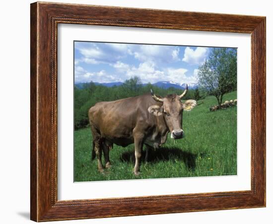 Domestic Cow, Grazing in Unimproved Pasture Tatra Mountains, Slovakia-Pete Cairns-Framed Photographic Print